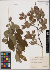 Foto von Salix aurita L. x Salix caprea L.